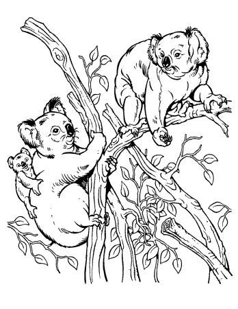 Color a Koala