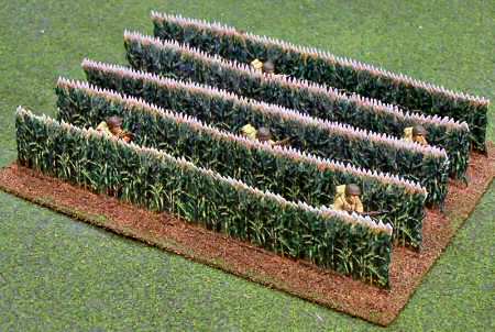 Cornfield