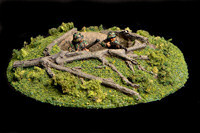 Foxhole
