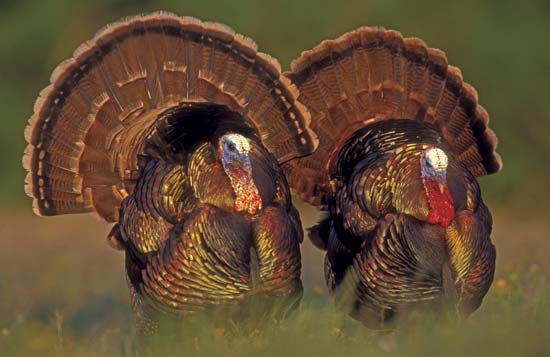 Turkeys