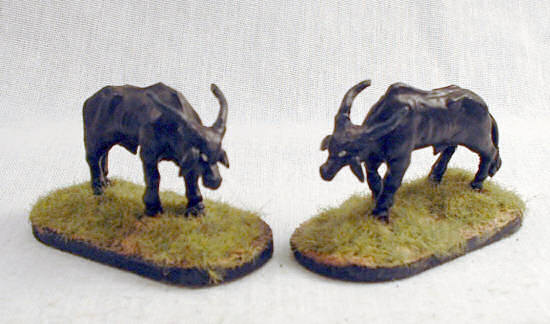 Asian water buffalo