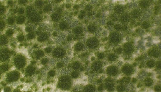 Moss Pads