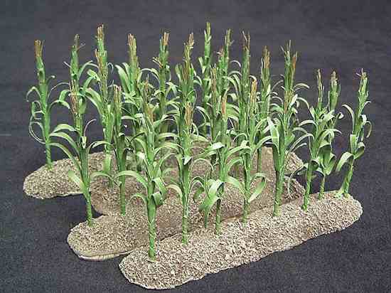 Cornfields