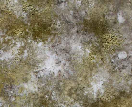 Winter Scrubland 3x3 Up Close