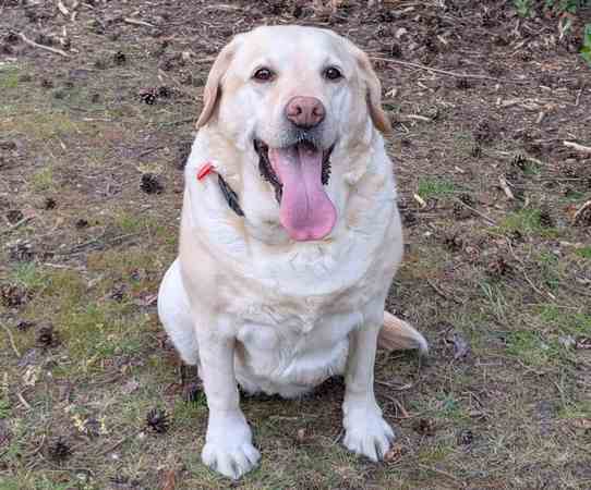 Happy doggo on her holidays!