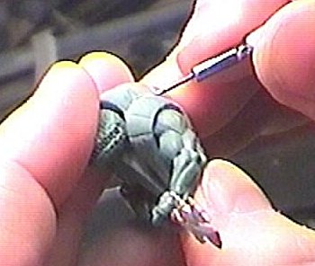 detailing the carapace