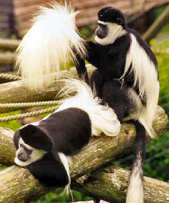 Colobus Monkey