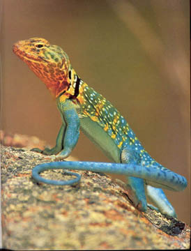 My inspiration - the collared lizard