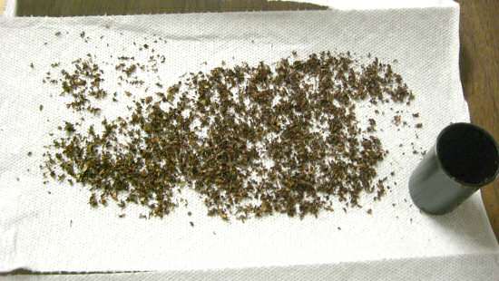 Drying oregano