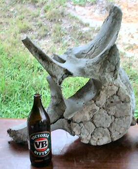 Bone shown with beer bottle, to show size