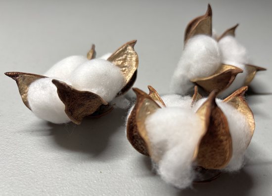 Cotton Pods
