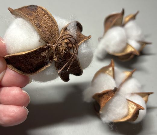 Cotton Pods
