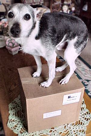 Dog standing on box of Hexon boards