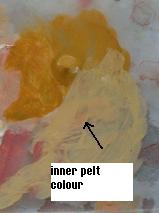 Inner pelt colour