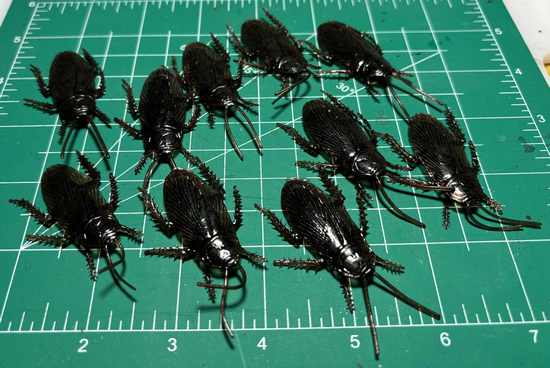 Cockroaches